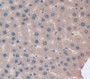 Cluster Of Differentiation 73 (Cd73) Polyclonal Antibody, Cat#CAU26266