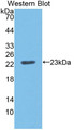 Western Blot; Sample: Recombinant protein.