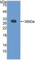 Western Blot; Sample: Recombinant PDCD6IP, Mouse.