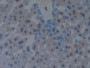 DAB staining on IHC-P; Samples: Mouse Liver Tissue;  Primary Ab: 10µg/ml Rabbit Anti-Mouse PDCD6IP A