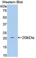 Western Blot; Sample: Recombinant protein.