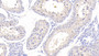 DAB staining on IHC-P; Samples: Bovine Testis Tissue; Primary Ab: 20μg/ml Rabbit Anti-Bovine FABP3 Antibody Second Ab: 2µg/mL HRP-Linked Caprine Anti-Rabbit IgG Polyclonal Antibody