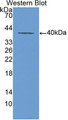 Western Blot; Sample: Recombinant protein.