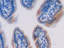 DAB staining on IHC-P; Samples: Mouse Small intestine Tissue;  Primary Ab: 10µg/ml Rabbit Anti-Mouse