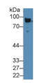 Western Blot; Sample: Rat Serum; ; Primary Ab: 5µg/ml Rabbit Anti-Rat Plg Antibody; Second Ab: 0.2µg/mL HRP-Linked Caprine Anti-Rabbit IgG Polyclonal Antibody;