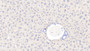 DAB staining on IHC-P; Samples: Mouse Liver Tissue; Primary Ab: 20μg/ml Rabbit Anti-Mouse Plg Antibody Second Ab: 2µg/mL HRP-Linked Caprine Anti-Rabbit IgG Polyclonal Antibody