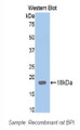 Western Blot; Sample: Recombinant protein.