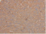 DAB staining on IHC-P; Samples: Mouse Liver Tissue.