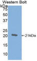 Western Blot; Sample: Recombinant protein.