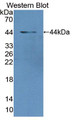 Western Blot; Sample: Recombinant protein.