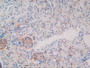 DAB staining on IHC-P; Samples: Rat Kidney Tissue.