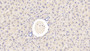 DAB staining on IHC-P; Samples: Mouse Liver Tissue; Primary Ab: 20μg/ml Rabbit Anti-Mouse CBG Antibody Second Ab: 2µg/mL HRP-Linked Caprine Anti-Rabbit IgG Polyclonal Antibody