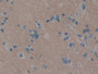 DAB staining on IHC-P; Samples: Human Cerebrum Tissue; Primary Ab: 10µg/ml Rabbit Anti-Human NCAM Antibody Second Ab: 2µg/mL HRP-Linked Caprine Anti-Rabbit IgG Polyclonal Antibody