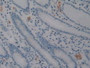 DAB staining on IHC-P; Samples: Human Stomach Tissue.