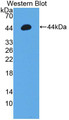 Western Blot; Sample: Recombinant protein.