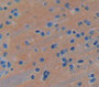 Synuclein Alpha (Snca) Polyclonal Antibody, Cat#CAU26338