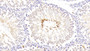 DAB staining on IHC-P; Samples: Rat Testis Tissue;  Primary Ab: 20μg/ml Rabbit Anti-Rat RLN Antibody Second Ab: 2µg/mL HRP-Linked Caprine Anti-Rabbit IgG Polyclonal Antibody 