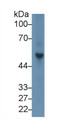 Western Blot; Sample: Rat Spleen lysate; Primary Ab: 1µg/ml Rabbit Anti-Rat FGb Antibody Second Ab: 0.2µg/mL HRP-Linked Caprine Anti-Rabbit IgG Polyclonal Antibody