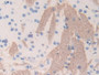 DAB staining on IHC-P; Samples: Mouse Cerebrum Tissue; Primary Ab: 10µg/ml Rabbit Anti-Mouse FGb Antibody Second Ab: 2µg/mL HRP-Linked Caprine Anti-Rabbit IgG Polyclonal Antibody