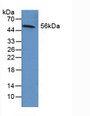 Western Blot; Sample: Human Liver Tissue.