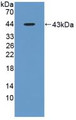 Western Blot; Sample: Recombinant AST, Rat.