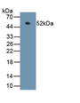 Chromogranin A (CHGA) Polyclonal Antibody, CAU26355