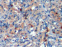 DAB staining on IHC-P; Samples: Porcine Stomach Tissue; Primary Ab: 10µg/ml Rabbit Anti-Porcine CHGA Antibody Second Ab: 2µg/mL HRP-Linked Caprine Anti-Rabbit IgG Polyclonal Antibody