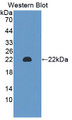 Western Blot; Sample: Recombinant protein.