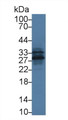 Western Blot; Sample: Mouse Lung lysate; &lt;br/&gt;Primary Ab: 2µg/ml Rabbit Anti-Mouse GZMK Antibody&lt;br/&gt;Second Ab: 0.2µg/mL HRP-Linked Caprine Anti-Rabbit IgG Polyclonal Antibody&lt;br/&gt;