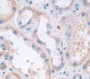 Granzyme K (Gzmk) Polyclonal Antibody, Cat#CAU26362