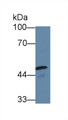 Western Blot; Sample: Mouse Testis lysate; Primary Ab: 5µg/ml Rabbit Anti-Human CASP10 Antibody Second Ab: 0.2µg/mL HRP-Linked Caprine Anti-Rabbit IgG Polyclonal Antibody