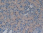 DAB staining on IHC-P; Samples: Rat Kidney Tissue; Primary Ab: 10µg/ml Rabbit Anti-Rat NT Antibody Second Ab: 2µg/mL HRP-Linked Caprine Anti-Rabbit IgG Polyclonal Antibody