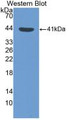 Western Blot; Sample: Recombinant protein.