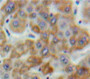 Used in DAB staining on fromalin fixed paraffin-embedded Liver tissue