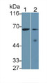 Western Blot; Sample: Lane1: Mouse Spleen lysate; Lane2: HEL92.1.7 cell lysate; Primary Ab: 0.4µg/ml Rabbit Anti-Mouse IL27Ra Antibody; Second Ab: 0.2µg/mL HRP-Linked Caprine Anti-Rabbit IgG Polyclonal Antibody;