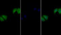 FITC staining on IF; Sample: Human MCF7 cell;  Primary Ab: 20μg/ml Rabbit Anti-Human IL27Ra Antibody Second Ab: 1.5μg/ml FITC-Linked Caprine Anti-Rabbit IgG Polyclonal Antibody 