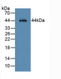 Western Blot; Sample: Mouse Liver Tissue.