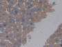 DAB staining on IHC-P; Samples: Mouse Liver Tissue