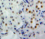 Used in DAB staining on fromalin fixed paraffin-embedded Kidney tissue