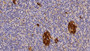 DAB staining on IHC-P; Samples: Porcine Pancreas Tissue;  Primary Ab: 20μg/ml Rabbit Anti-Porcine CLU Antibody Second Ab: 2µg/mL HRP-Linked Caprine Anti-Rabbit IgG Polyclonal Antibody 
