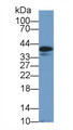 Western Blot; Sample: Canine Heart lysate; Primary Ab: 1µg/ml Rabbit Anti-Canine CLU Antibody Second Ab: 0.2µg/mL HRP-Linked Caprine Anti-Rabbit IgG Polyclonal Antibody