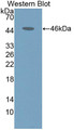 Western Blot; Sample: Recombinant protein.