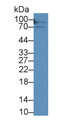 Western Blot; Sample: Human Hela cell lysate; Primary Ab: 2µg/mL Rabbit Anti-Porcine TFR Antibody Second Ab: 0.2µg/mL HRP-Linked Caprine Anti-Rabbit IgG Polyclonal Antibody