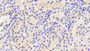 DAB staining on IHC-P; Samples: Porcine Kidney Tissue; Primary Ab: 20μg/ml Rabbit Anti-Porcine TFR Antibody Second Ab: 2µg/mL HRP-Linked Caprine Anti-Rabbit IgG Polyclonal Antibody