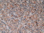 DAB staining on IHC-P; Samples: Human Stomach Tissue.