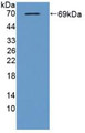 Western Blot; Sample: Recombinant TBP2, Mouse.