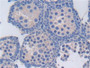 DAB staining on IHC-P; Samples: Mouse Testis Tissue; Primary Ab: 30µg/ml Rabbit Anti-Mouse TBP2 Antibody Second Ab: 2µg/mL HRP-Linked Caprine Anti-Rabbit IgG Polyclonal Antibody
