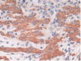 DAB staining on IHC-P; Samples: Mouse Uterus Tissue.