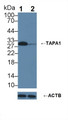 Knockout Varification: ; Lane 1: Wild-type U87MG cell lysate; ; Lane 2: TAPA1 knockout U87MG cell lysate; ; Predicted MW: 26kDa ; Observed MW: 29kDa; Primary Ab: 3µg/ml Rabbit Anti-Human TAPA1 Antibody; Second Ab: 0.2µg/mL HRP-Linked Caprine Anti-Rabbit IgG Polyclonal Antibody;