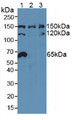 Western Blot; Sample: Lane1: Human 293T Cells; Lane2: Human Hela Cells; Lane3: Human Jurkat Cells.